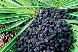 Saw Palmetto Berry - Alcohol Free Extract Tincture -Serenoa Repens -Various Size