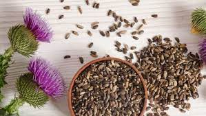 Milk Thistle Seed - Extract Liquid Tincture - Alcohol Free - Silybum Marianum