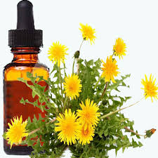 Dandelion Root Tincture Extract - Taraxacum Officinale - Various Sizes