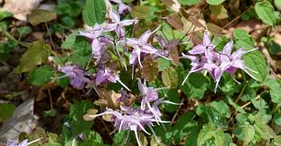Horny Goat Weed - Liquid Tincture - Epimedium Icarin - Non GMO